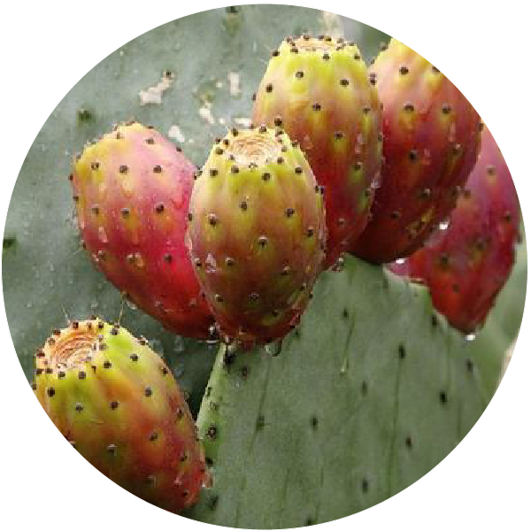 梨果仙人掌花